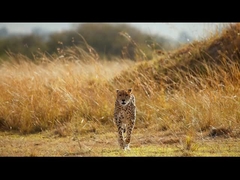 Jumelles de vision nocturne - Jumelles de vision nocturne 5K pour adultes, jumelles infrarouges rechargeables 5000mAh