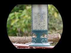 Monoculaire de vision nocturne Mini91 vidéo 4K